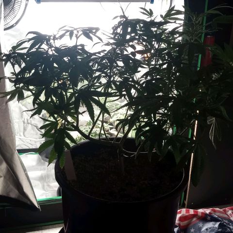 Unknown strain growlog timeline photo