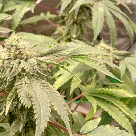 Unknown strain growlog timeline photo