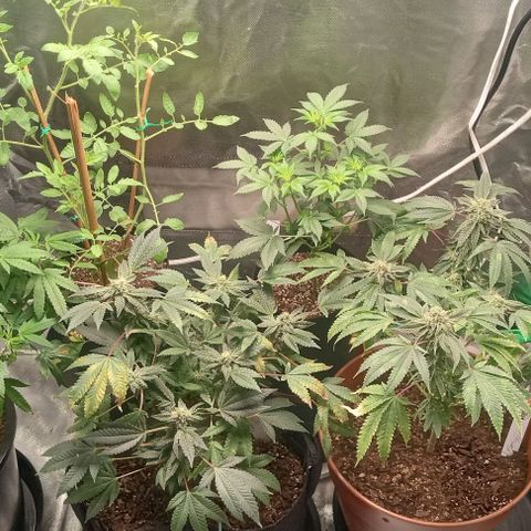 Unknown strain growlog timeline photo