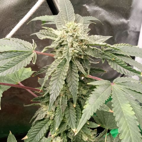 Unknown strain growlog timeline photo