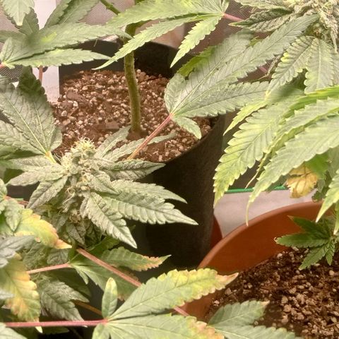 Unknown strain growlog timeline photo