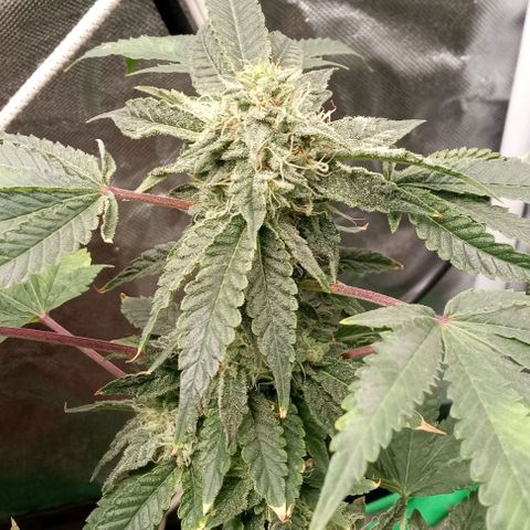 Unknown strain growlog timeline photo