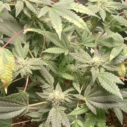 Unknown strain growlog timeline photo