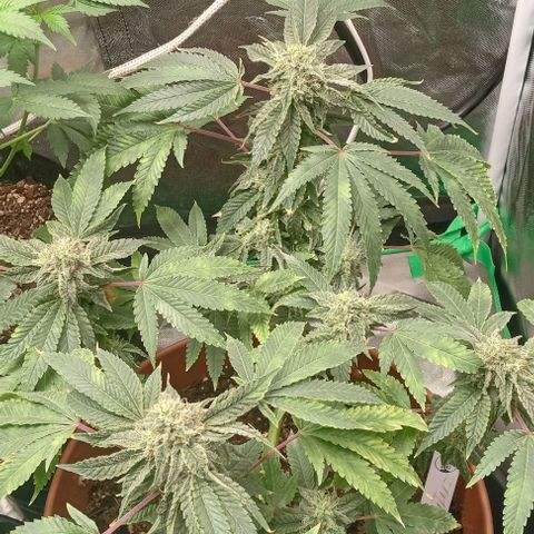 Unknown strain growlog timeline photo