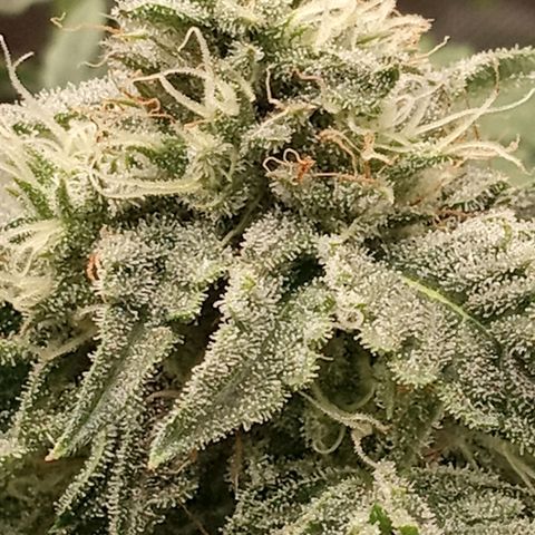 Unknown strain growlog timeline photo