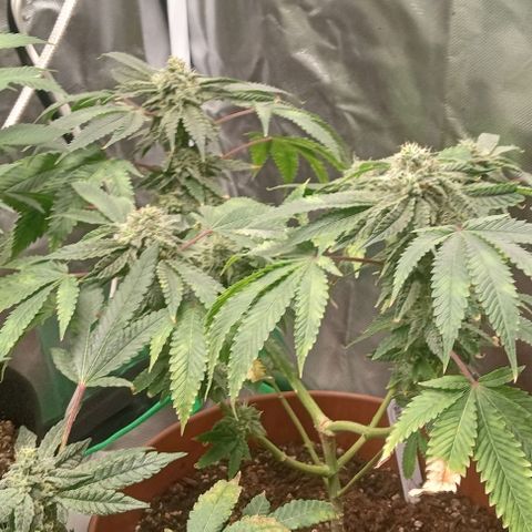 Unknown strain growlog timeline photo