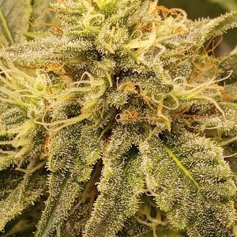 Unknown strain growlog timeline photo