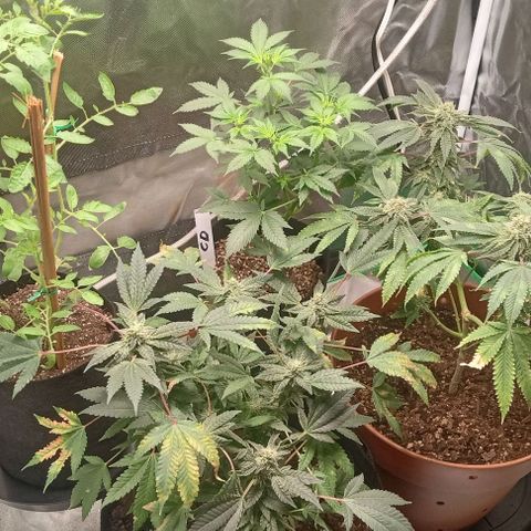 Unknown strain growlog timeline photo