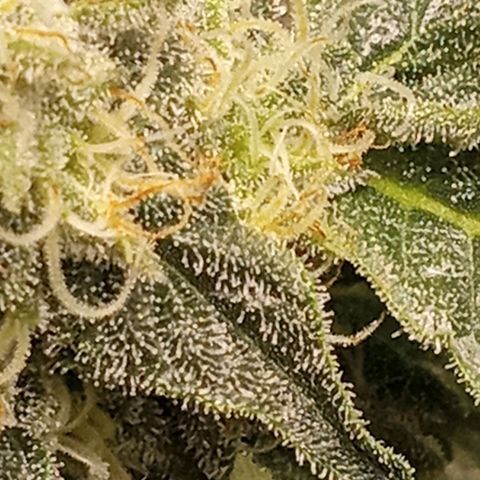 Unknown strain growlog timeline photo