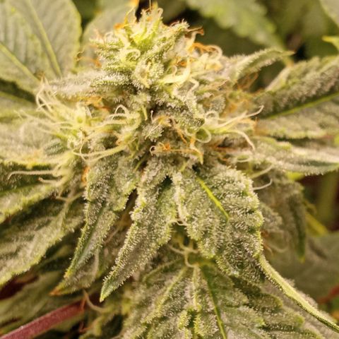 Unknown strain growlog timeline photo