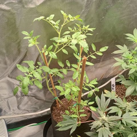 Unknown strain growlog timeline photo