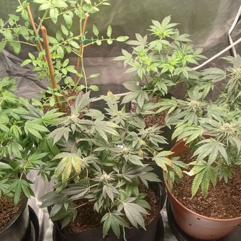 Unknown strain growlog timeline photo