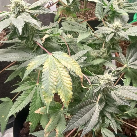 Unknown strain growlog timeline photo