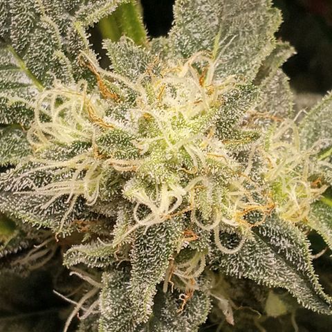 Unknown strain growlog timeline photo