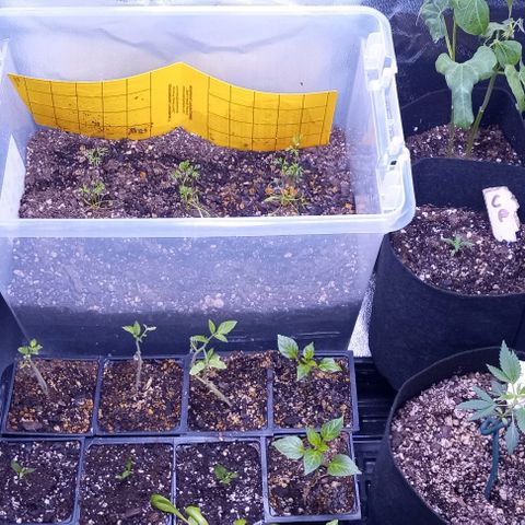 Unknown strain growlog timeline photo