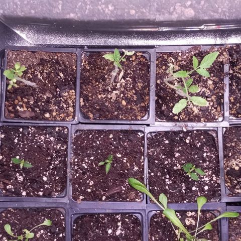 Unknown strain growlog timeline photo