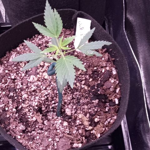 Unknown strain growlog timeline photo