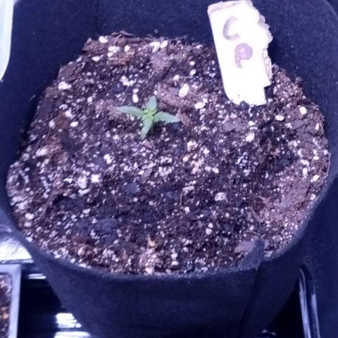 Unknown strain growlog timeline photo