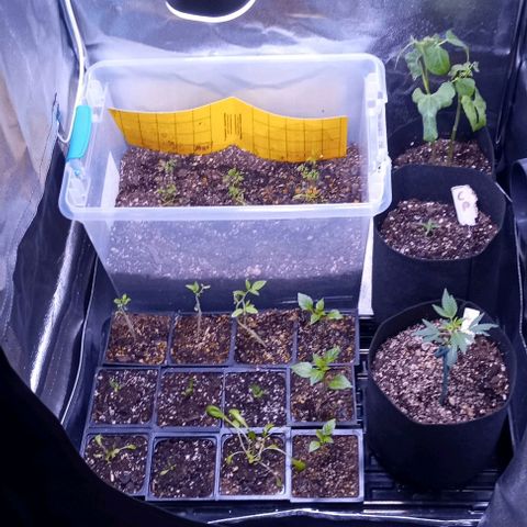 Unknown strain growlog timeline photo