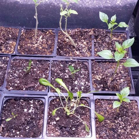 Unknown strain growlog timeline photo