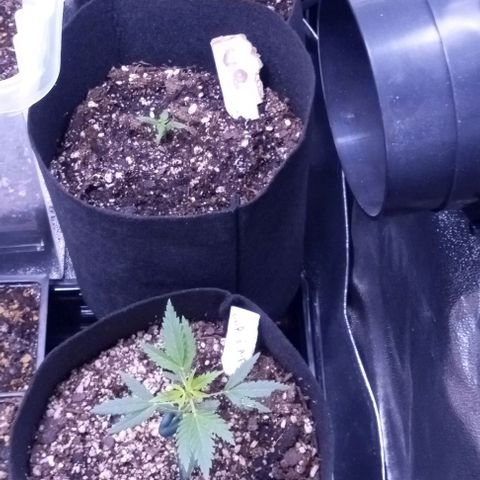Unknown strain growlog timeline photo