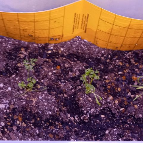 Unknown strain growlog timeline photo
