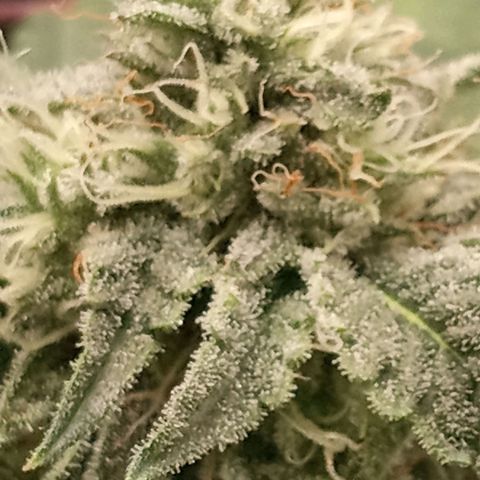 Unknown strain growlog timeline photo