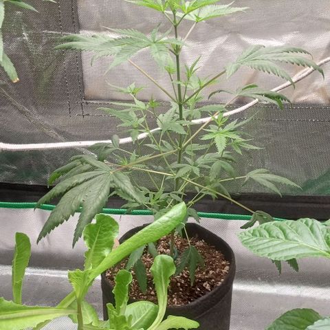 Unknown strain growlog timeline photo