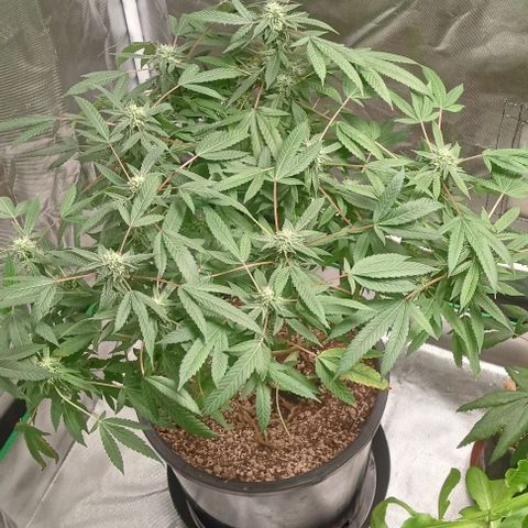 Unknown strain growlog timeline photo