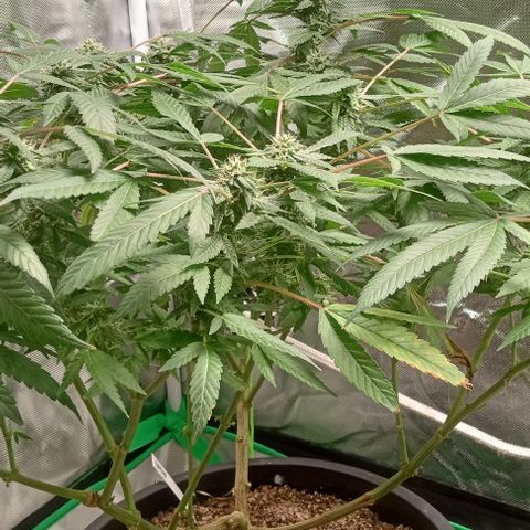 Unknown strain growlog timeline photo