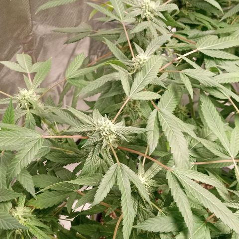 Unknown strain growlog timeline photo