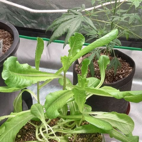 Unknown strain growlog timeline photo