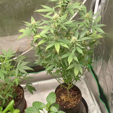Unknown strain growlog timeline photo