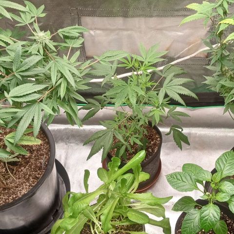 Unknown strain growlog timeline photo