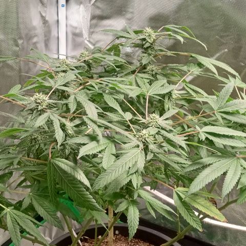 Unknown strain growlog timeline photo