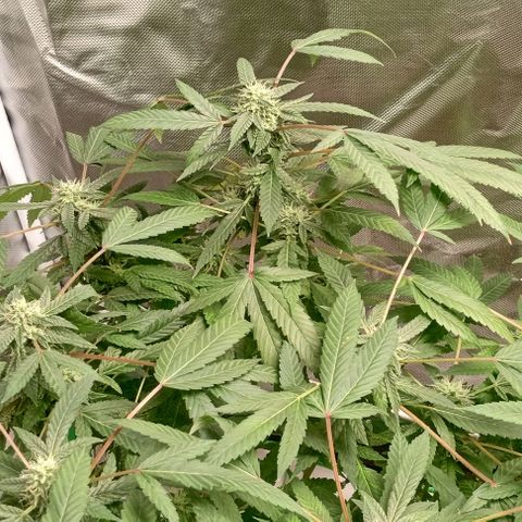 Unknown strain growlog timeline photo