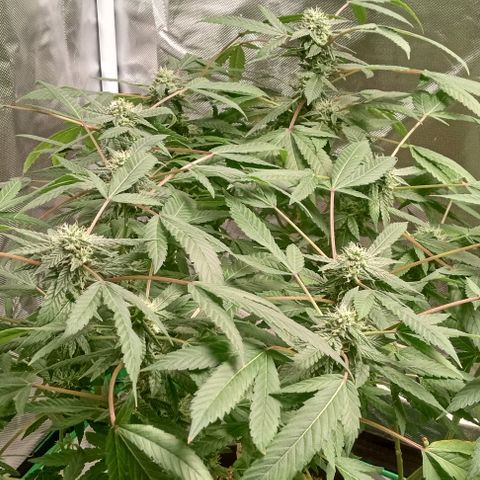 Unknown strain growlog timeline photo