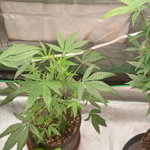 Unknown strain growlog timeline photo