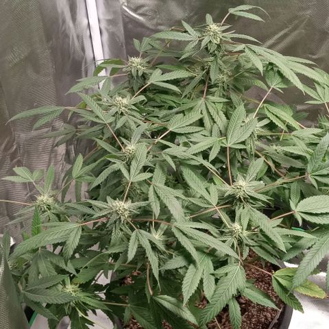 Unknown strain growlog timeline photo