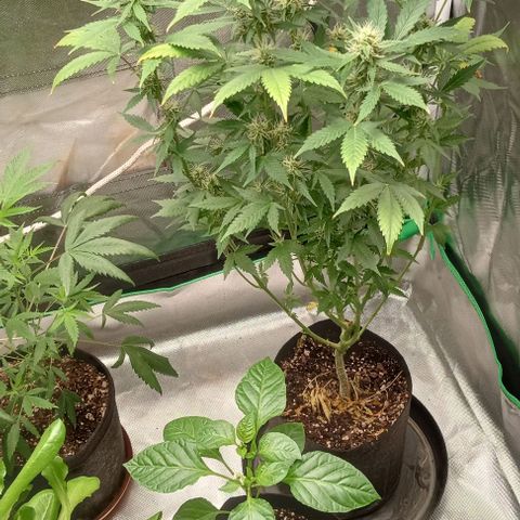 Unknown strain growlog timeline photo