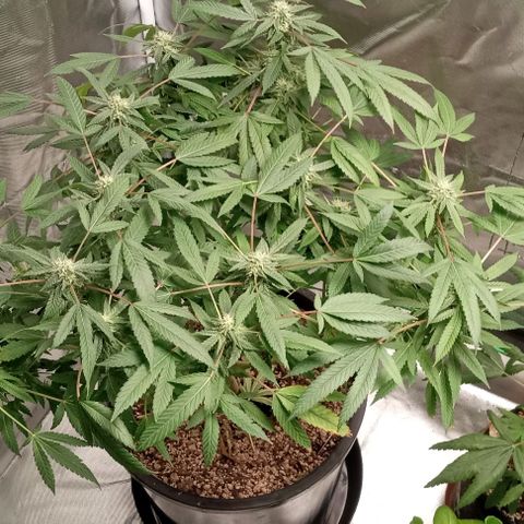 Unknown strain growlog timeline photo