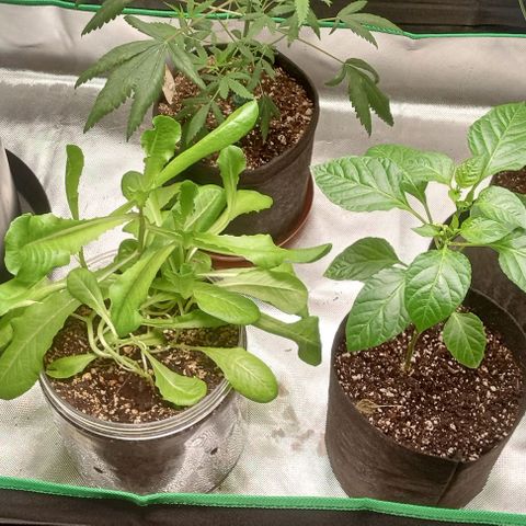 Unknown strain growlog timeline photo