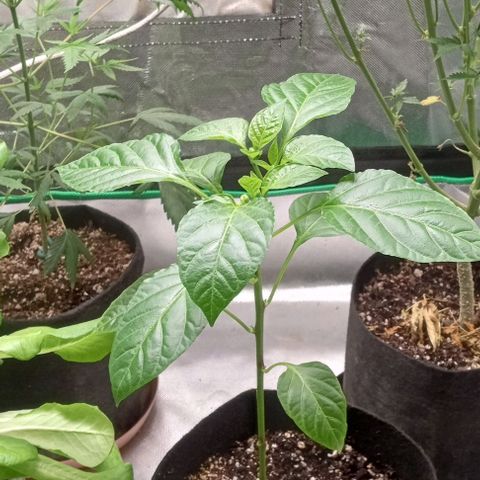 Unknown strain growlog timeline photo