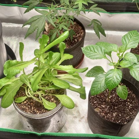 Unknown strain growlog timeline photo