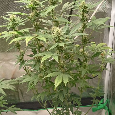 Unknown strain growlog timeline photo