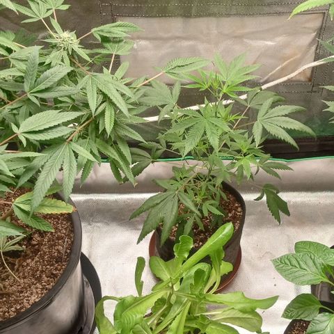 Unknown strain growlog timeline photo