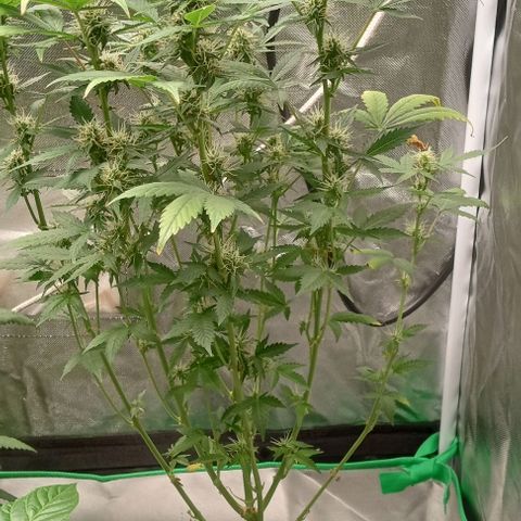 Unknown strain growlog timeline photo