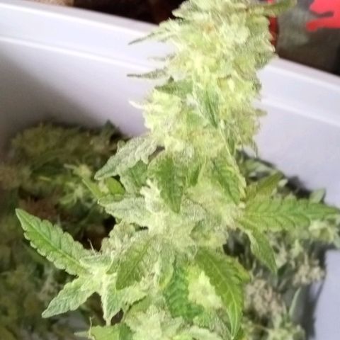Unknown strain growlog timeline photo