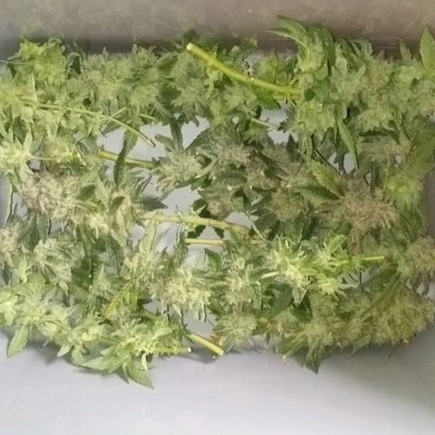 Unknown strain growlog timeline photo