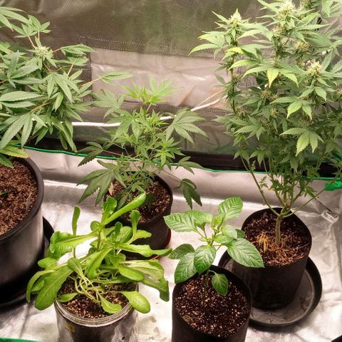 Unknown strain growlog timeline photo